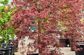 Acer pal. diss 'Ornatum'