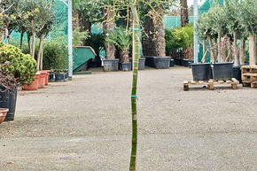 Acer pal. diss. 'Viridis' (120-150)