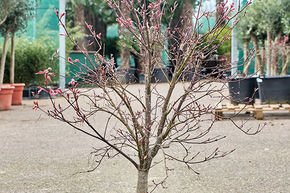 Acer pal. diss. 'Viridis' (140-160)