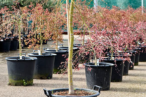 Acer pal. diss. 'Viridis'