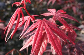 �rable du Japon 'Bloodgood'