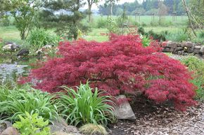 �rable du Japon 'Dissectum Garnet'