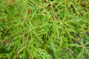 �rable du Japon 'Dissectum Viridis'