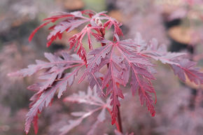 �rable du Japon 'Firecracker�'