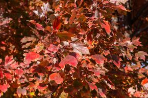 �rable rouge 'Autumn Flame'