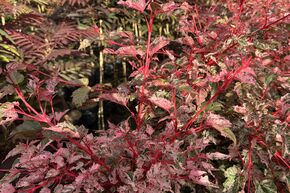 �rable � peau de serpent 'Red Flamingo' - haute tige