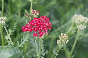 Achill�e millefeuille 'New Vintage Red'