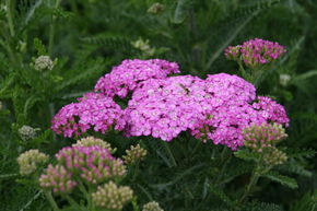 Achill�e millefeuille 'Apfelbl�te'