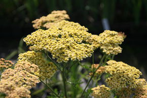 Achill�e � feuilles de foug�re 'Hannelore Pahl'
