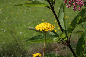 Achill�e � feuilles de foug�re 'Parker'