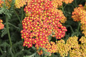 Achill�e � feuilles de foug�re 'Walter Funke'