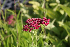 Achill�e millefeuille 'Kirschk�nigin'