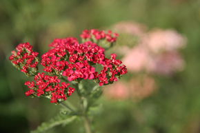 Achill�e millefeuille 'Paprika'