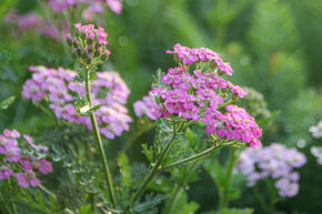 Achillea millefolium 'Pretty Belinda'