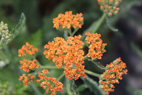 Achill�e millefeuille 'Terracotta'