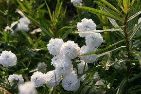 Achill�e ptarmique 'Schneeball'