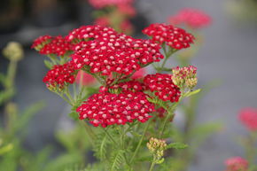 Achill�e millefeuille 'Petra'