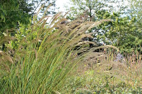 Achnaterum