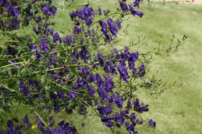 Aconit g�ant 'Spark'