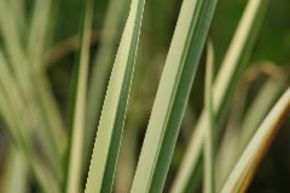 Acore odorant, calame panach� 'Variegatus'