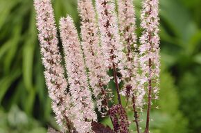 Act�e � grappes 'Pink Spike'