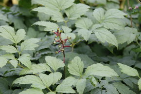 Act�e � gros p�dicelles 'Misty Blue'