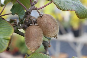 Kiwi 'Kivite�'