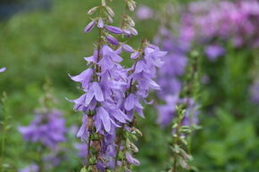 Campanule 'Gaudi Violet'