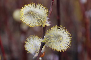 Salix marsault 'Silberglanz'