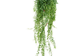 Plante rouge � l�vre 'Japhrolepis' XXL
