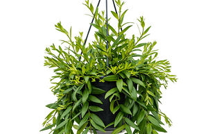Plante rouge � l�vre 'Japhrolepis'
