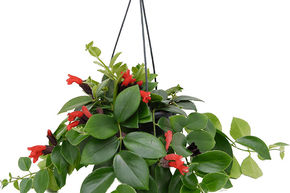 Plante rouge � l�vre 'Mona Lisa'