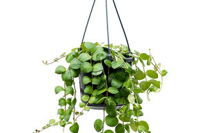 Plante rouge � l�vre 'Pink Polka'