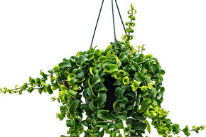 Plante rouge � l�vre 'Rasta'