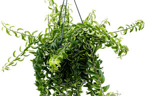 Plante rouge � l�vre 'Twister'