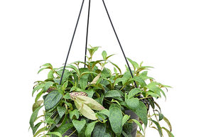 Plante-l�vre