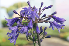 Agapanthe d'Afrique 'Black Buddhist'