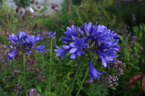 Agapanthe 'Ever Sapphire'