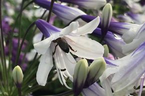 Agapanthe 'Fireworks'