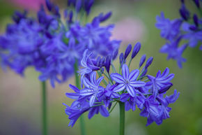 Agapanthe 'Northern Star'