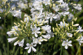 Agapanthe 'Silver Baby'