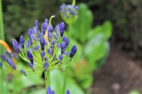 Agapanthe africanus 'Blue Triumphator'