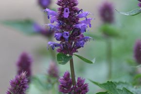 Ortie odorante 'Blue Boa'