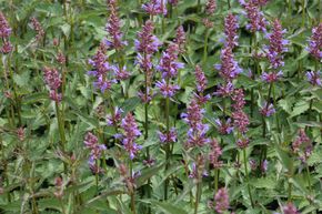 Ortie odorante 'Purple Haze'