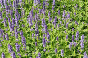 Ortie odorante 'Blue Fortune'