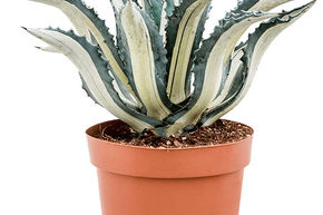 Agave d'Am�rique 'Mediopicta Alba'