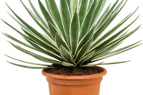 Agave boule