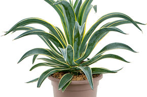 Agave lisse 'Variegata'