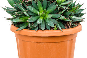Agave filifera x isthmensis