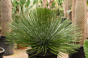 Agave � fleurs jumelles